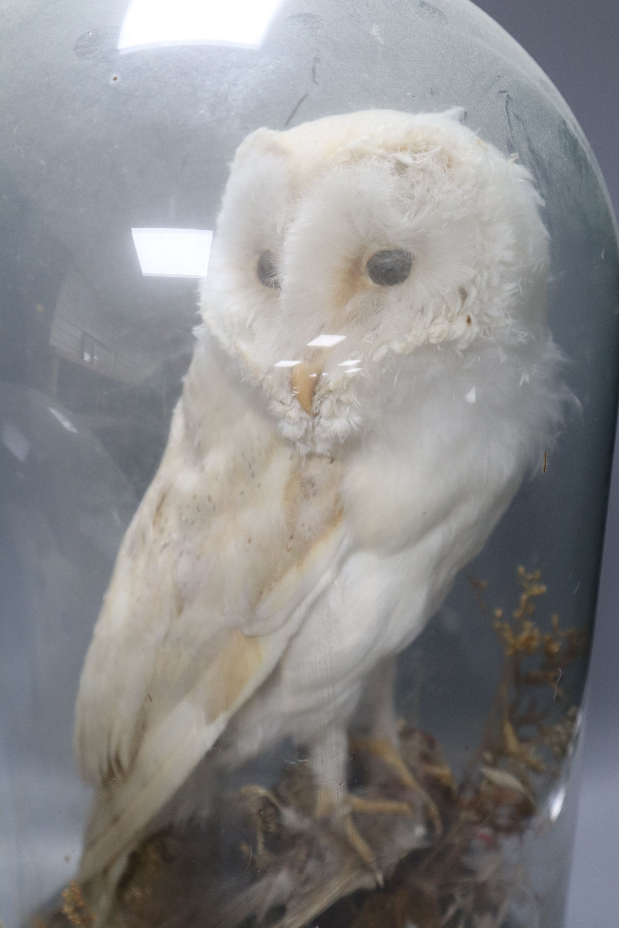 A Victorian taxidermic barn owl under glass dome and a similar taxidermic red squirrel (2)